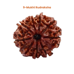 9 Mukhi Lab Tested Certified Rudraksha