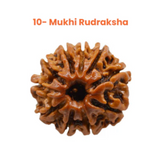 10 Mukhi Lab Tested Certified Rudraksha