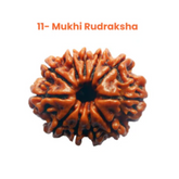 11 Mukhi Lab Tested Certified Rudraksha