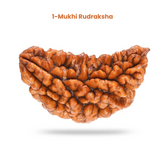 1 Mukhi Lab Certified Rudraksha