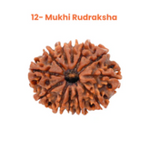 12 Mukhi Lab Tested Certified Rudraksha