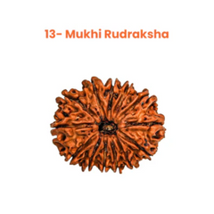 13 Mukhi Lab Tested Certified Rudraksha