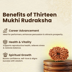 13 Mukhi Lab Tested Certified Rudraksha