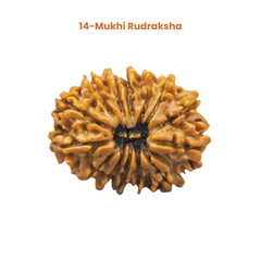 14 Mukhi Lab Tested Certified Rudraksha