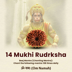 14 Mukhi Lab Tested Certified Rudraksha