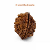 2 Mukhi Lab Tested Certified Rudraksha