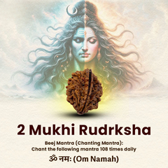 2 Mukhi Lab Tested Certified Rudraksha