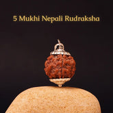 5 Mukhi Lab Tested Certified Nepali Rudraksha