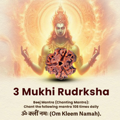 3 Mukhi Lab Certified Rudraksha
