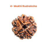 4 Mukhi Lab Tested Certified Nepali Rudraksha