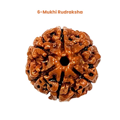 6 Mukhi Lab Tested Certified Nepali Rudraksha