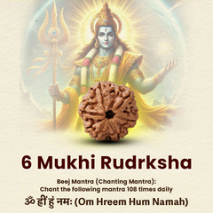 6 Mukhi Lab Tested Certified Nepali Rudraksha