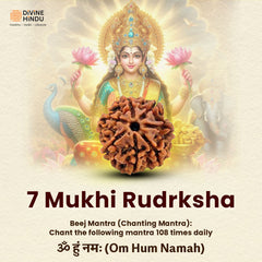 7 Mukhi Premium Rudraksha