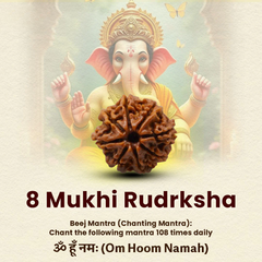 8 Mukhi Lab Tested Certified Rudraksha