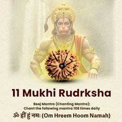 11 Mukhi Lab Tested Certified Rudraksha