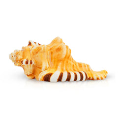 Divine Hindu Ganesh Shankh