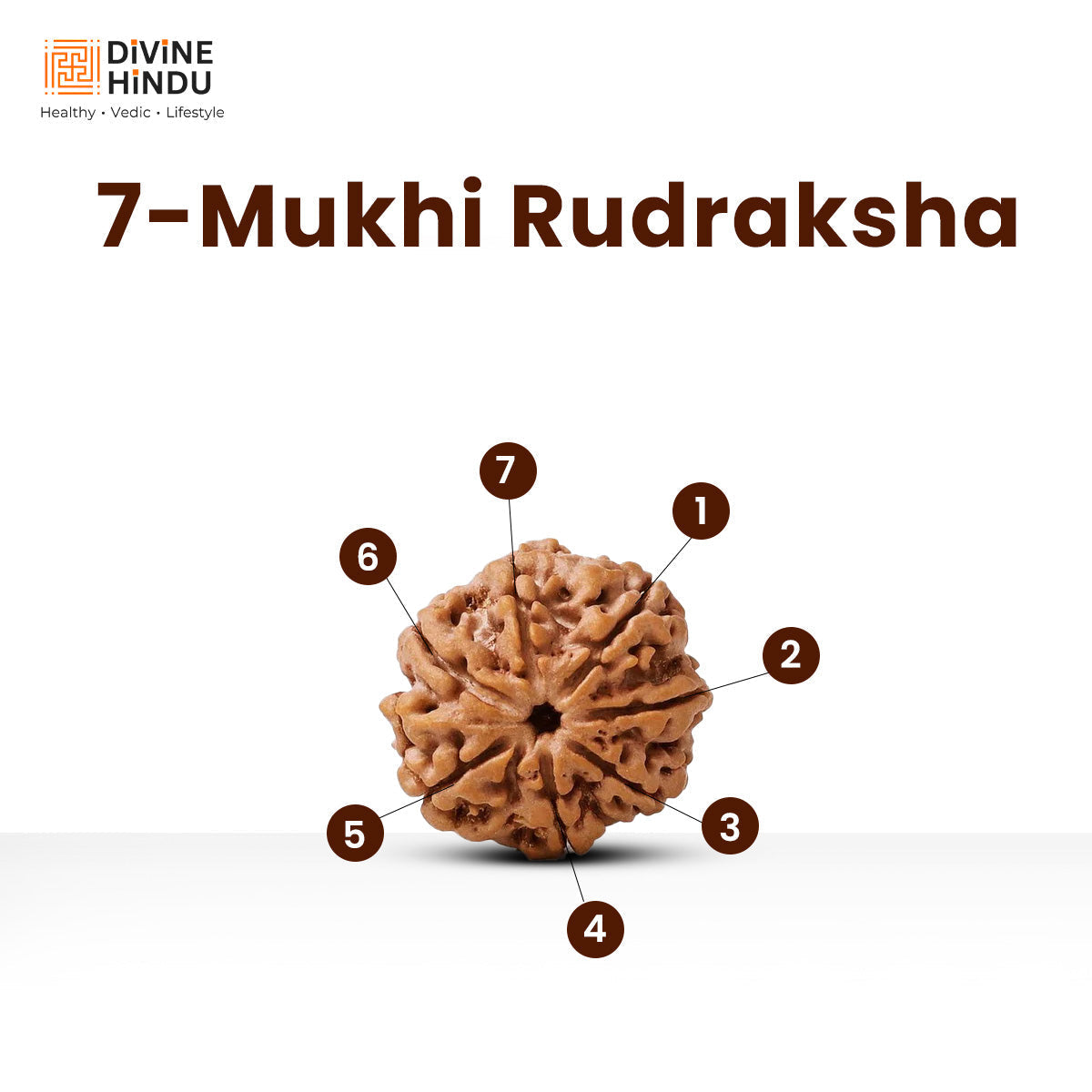 7 Mukhi Premium Rudraksha