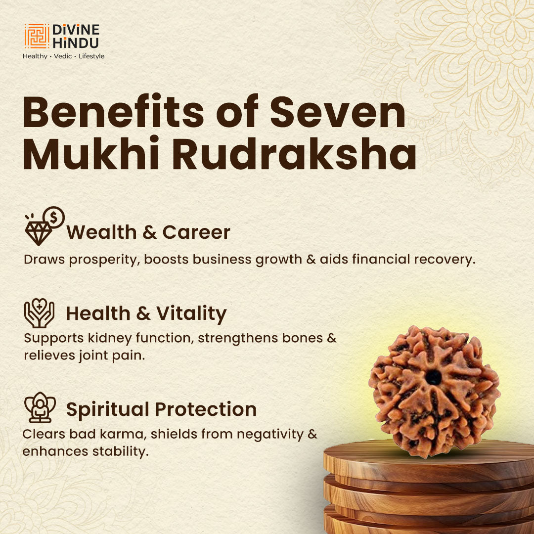 7 Mukhi Premium Rudraksha
