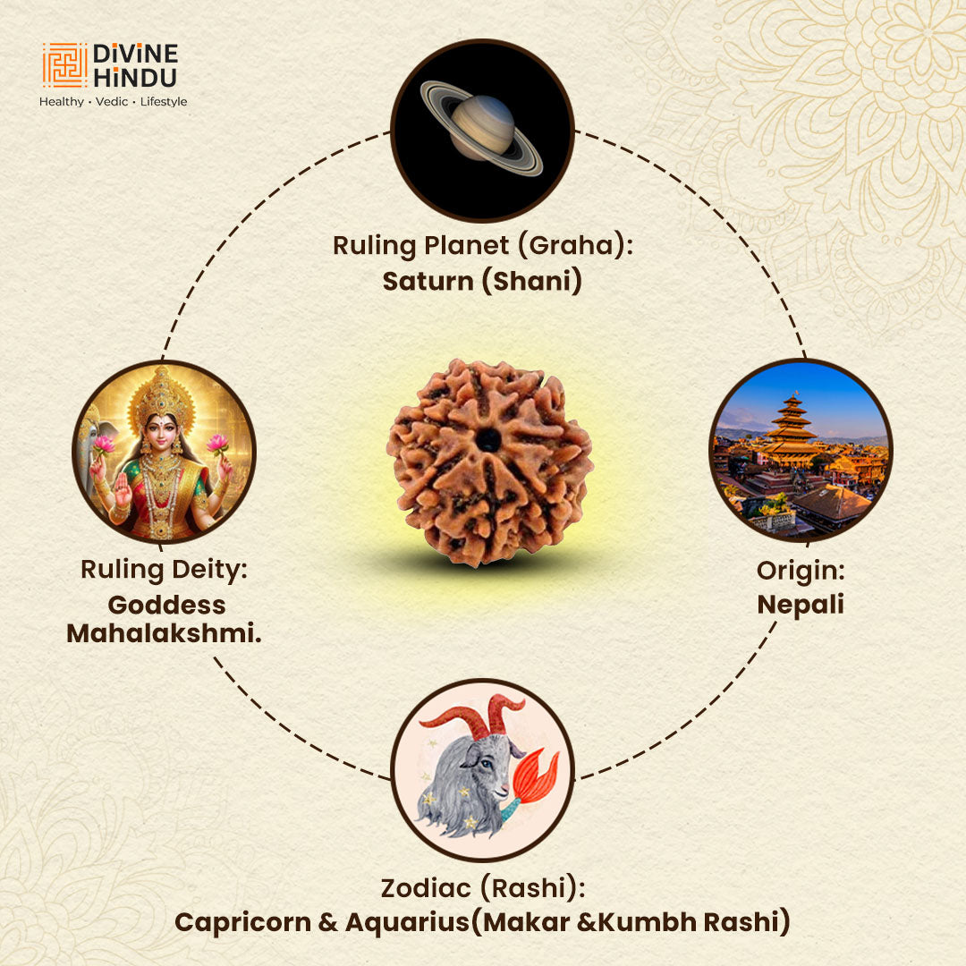 7 Mukhi Premium Rudraksha